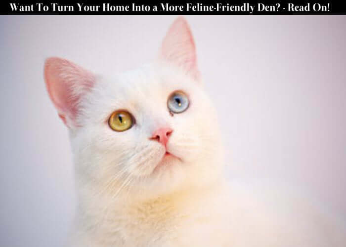 Want To Turn Your Home Into a More Feline-Friendly Den? - Read On!