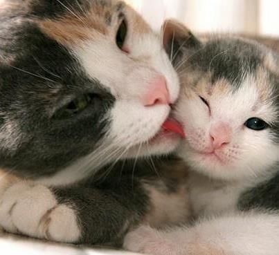 Cats and Wellness: How Your Feline Friend Boosts Your Mental Health