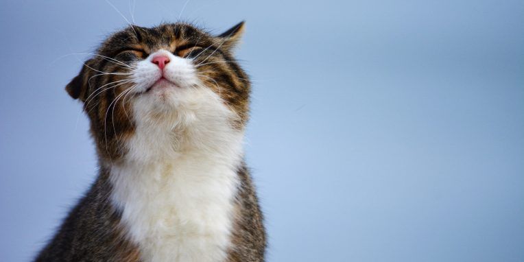 50 Facts About Cats Most People Don't Know