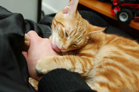 What Does it Mean When Your Cat Licks You?