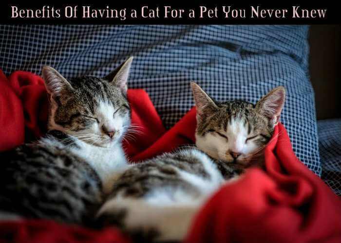 Benefits Of Having a Cat For a Pet You Never Knew