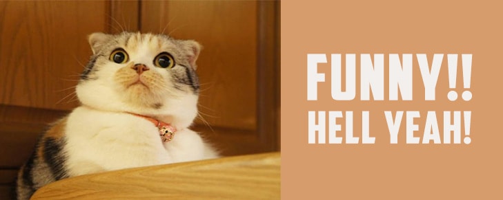 Are Cats Funny? 5 Reasons Prove That They Definitely Are!