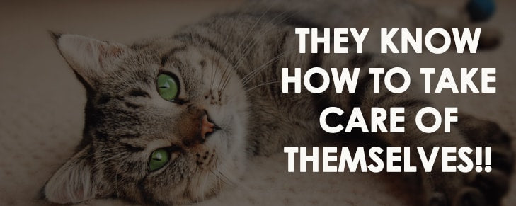 7 Things You Didn’t Know About Cats, But You Should!