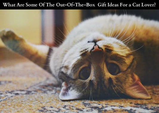 What Are Some Of The Out-Of-The-Box  Gift Ideas For a Cat Lover?