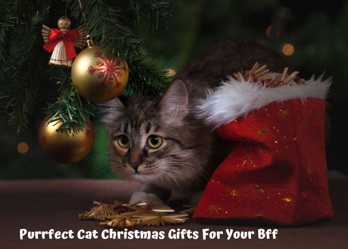 Purrfect Cat Christmas Gifts For Your Bff
