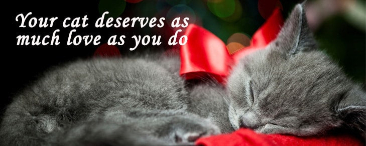 This New Year Show Love to Your Cat in 5 Ways