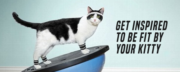 Draw Inspiration from These Cat Fitness Merchandise and Be Agile and Nimble!