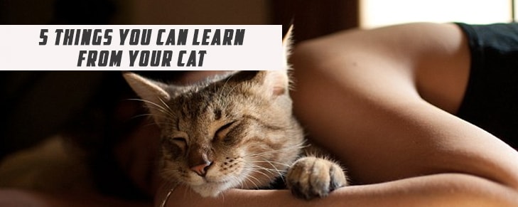 5 Things You Can Learn from Your Cat