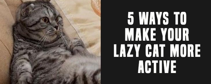 5 Ways You Can Make Your Lazy Cat More Active