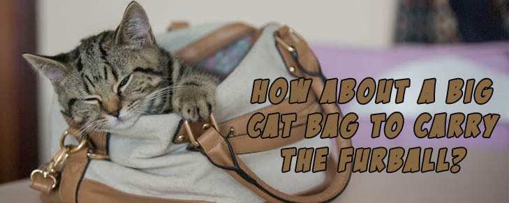 3 Gifts That Will Make Both the Cat-Owners and the Cats Happy