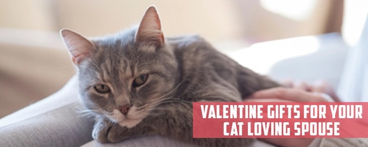 4 Valentine’s Day Gift for Your Cat Loving Spouse