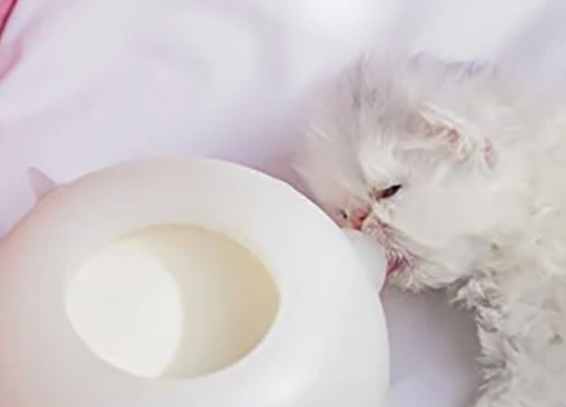 Cuenco de lactancia para gatitos SafeFeed 