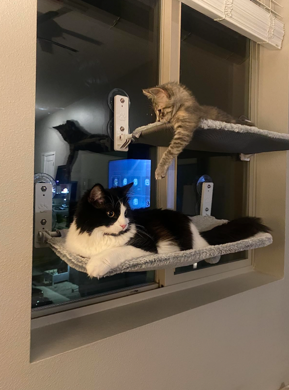 Two beautiful cats are comfortably resting in a hammock attached to a window.