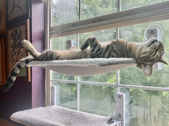 A cat is comfortably resting in a hammock attached to a window.