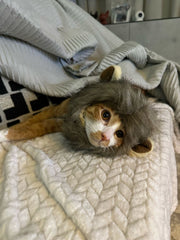 Lion Mane Crazy Cat Costume